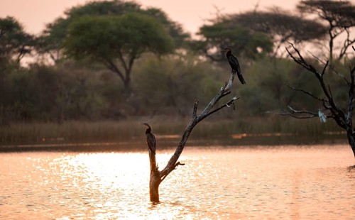 African Darter (Anhinga rufa), two birds sitting on a dead tree in the river, Thamalakane River, at