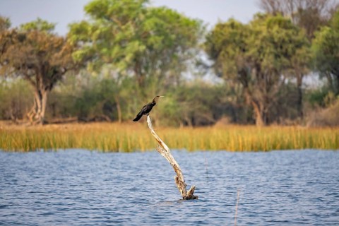 African Darter (Anhinga rufa) sitting on a dead tree in the river, Thamalakane River, Okavango