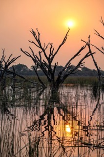 Sunset over the river, river grass and papyrus, dead tree reflected, Thamalakane River, Okavango