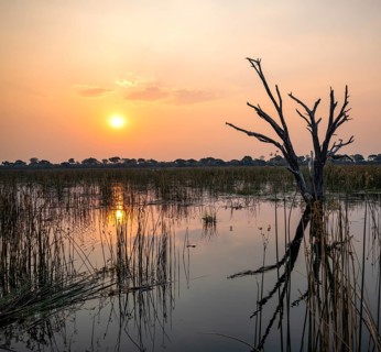 Sunset over the river, river grass and papyrus, dead tree reflected, Thamalakane River, Okavango