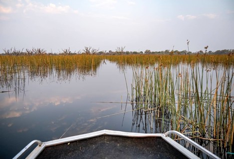 Boating on river between river grass and papyrus, Thamalakane River, Okavango Delta, Botswana