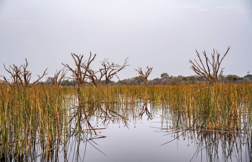 River with river grass and papyrus, dead trees in the river, Thamalakane River, Okavango Delta,