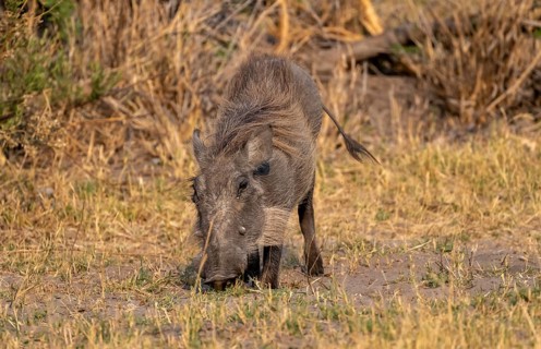 Common warthog (Phacochoerus africanus) foraging, Moremi Game Reserve, Botswana