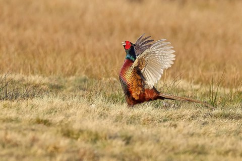 Pheasant, hunting pheasant (Phasianus colchicus), adult male bird courting in a meadow, area