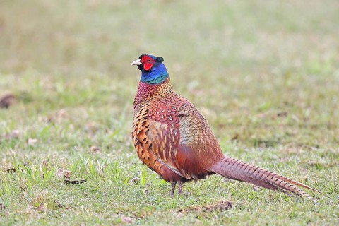 Pheasant, hunting pheasant (Phasianus colchicus), adult male bird in a meadow, wildlife, lembruch,