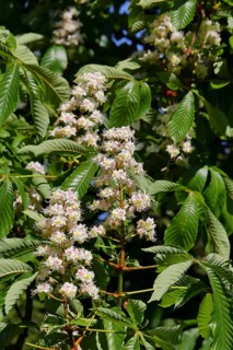 Horse chestnuts (Aesculus hippocastanum), flower, inflorescence on a tree, Wilnsdorf, North