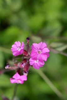 Red carnation (Silene dioica), close-up of a flower in a meadow, Wilnsdorf, North Rhine-Westphalia,