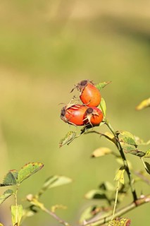 Ripe rose hip fruit of the dog rose (Rosa canina) on a branch, close-up, Wilnsdorf, North