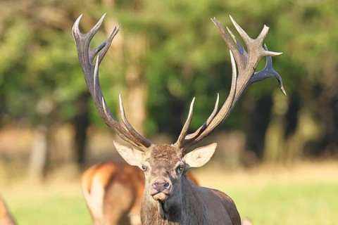 Red deer (Cervus elaphus), capital deer in a forest clearing, animal portrait, looking at the
