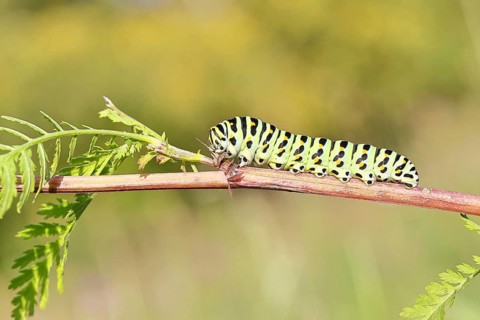 Swallowtail caterpillar (Papilio machaon), caterpillar sitting on wild carrot (Daucus carota),