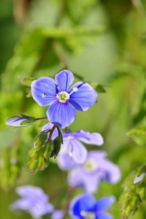Gamander Speedwell (Veronica chamaedrys), loyal to men, blossoms in a deciduous forest, blue
