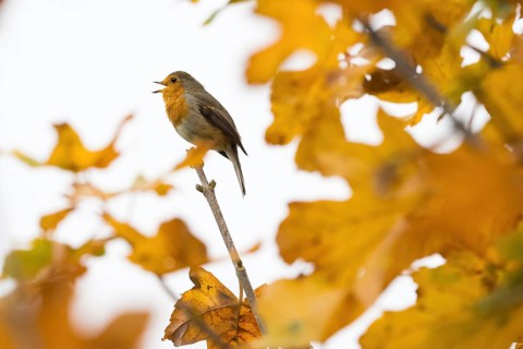 A robin (Erithacus rubecula) sings on a branch between glowing autumn leaves in warm light, Hesse,