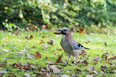 A jay (Garrulus glandarius) carries an acorn across the grassy clearing in soft morning light,