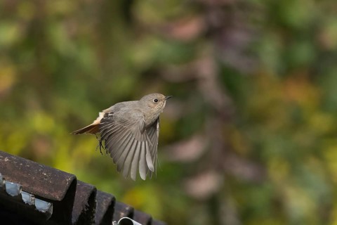 A house redtail (Phoenicurus ochruros) flies over a roof near the roof tiles in front of green