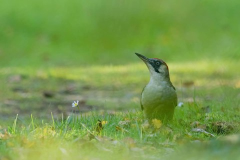 A green woodpecker (Picus viridis) stands in the grass next to a daisy surrounded by soft greenery,