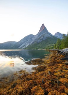 Stetind is illuminated by the first rays of sunshine. Morning light with seaweed on the banks of