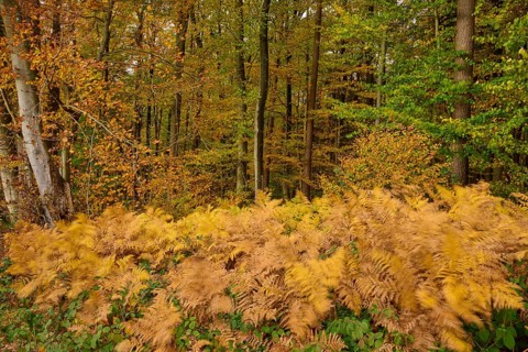 Dense fern grasses under colorful, autumnal trees, autumn, Spessart, Bavaria, Germany