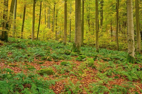 Autumn forest with dense fern growth and tall trees, under moss-covered terrain, autumn, Spessart,