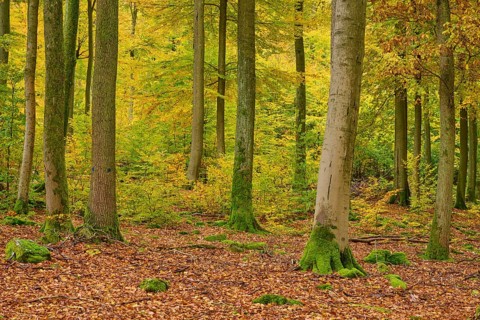Quiet forest covered with tall trees and moss, surrounded by autumn leaves, autumn, Spessart,