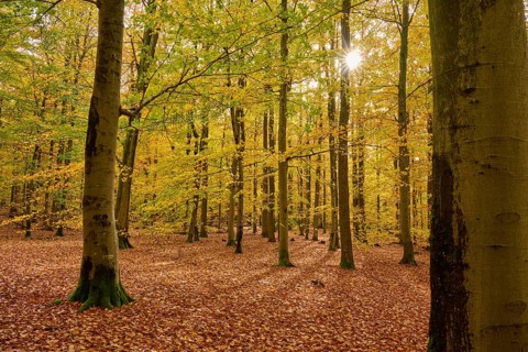 Autumn forest with sunlight and yellow leafy soil, autumn, Spessart, Bavaria, Germany