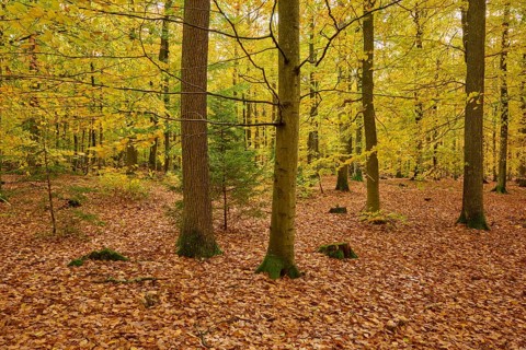 Autumn forest with yellow foliage and tall trees, autumn, Spessart, Bavaria, Germany