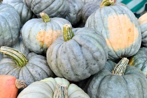 Muted blue Jarrahdale pumpkins in a pile