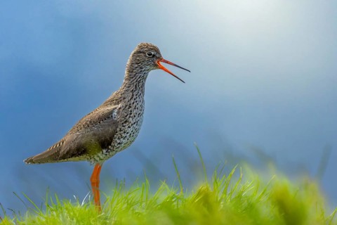 Redshank (Tringa totanus) makes warning calls from its elevated sitting area, Grimsey Island,