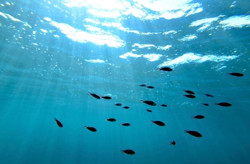 A school of damselfish (chromis) under the surface, majorca, balearics, spain