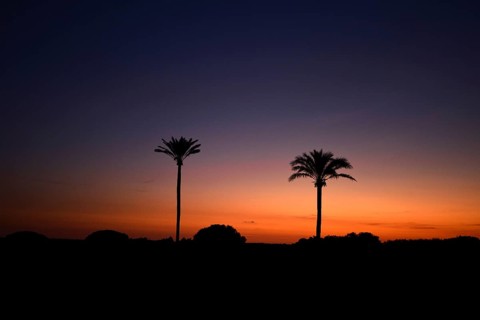Date palm trees at sunset, majorca, balearics, spain
