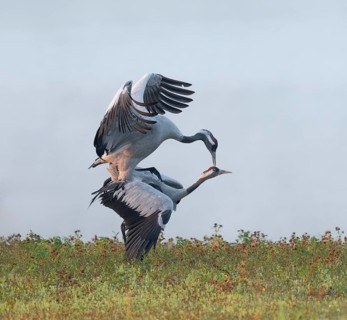 Crane (Grus grus), cranes near the copula, mating in a wetland, wetland, Lower Saxony, Germany