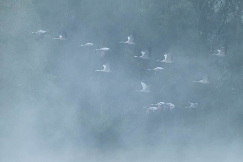 Crane (Grus grus) flying in front of a forest, fog, clouds of fog, Lower Saxony, Germany