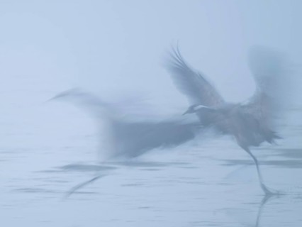 Crane (Grus grus), two cranes taking off to fly from a shallow water zone of a lake, motion blur,