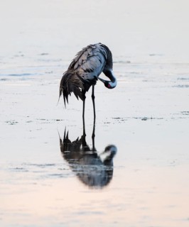 Crane (Grus grus) caring for plumage in the shallow water zone of a lake, Lower Saxony, Germany
