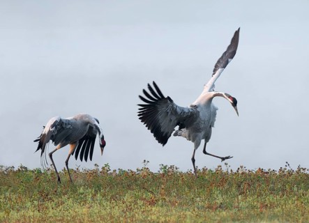 Crane (Grus grus), cranes just after copula, mating in a wetland, wetland, Lower Saxony, Germany
