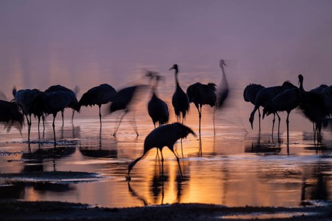 Crane (Grus grus), cranes standing in the shallow water zone of a lake in warm, orange morning