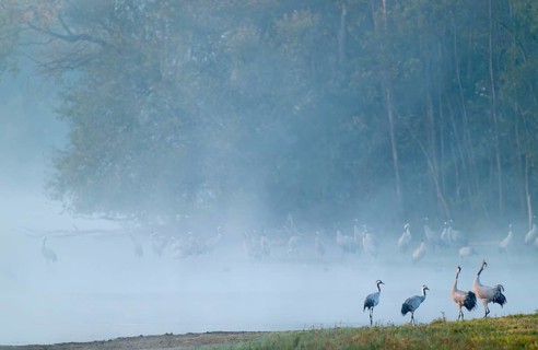 Crane (Grus grus), cranes stand on a wet meadow and in the shallow water of a lake, two cranes