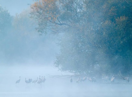 Crane (Grus grus), cranes standing in the shallow water zone of a lake, forest, morning fog, clouds
