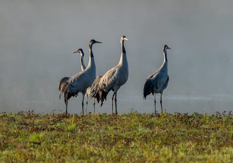 Crane (Grus grus), four cranes standing on a wet meadow in a wetland in front of a body of water,