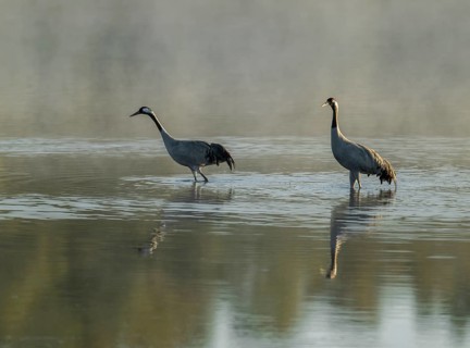 Crane (Grus grus), two cranes standing in the shallow water zone of a lake early in the morning,