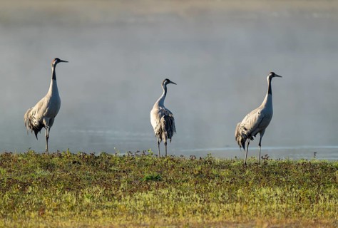 Crane (Grus grus), three cranes standing on a wet meadow in a wetland in front of a body of water,