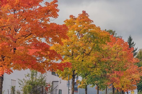 Autumn-colored maples (Acer), Kempten, Allgäu, Swabia, Bavaria, Germany