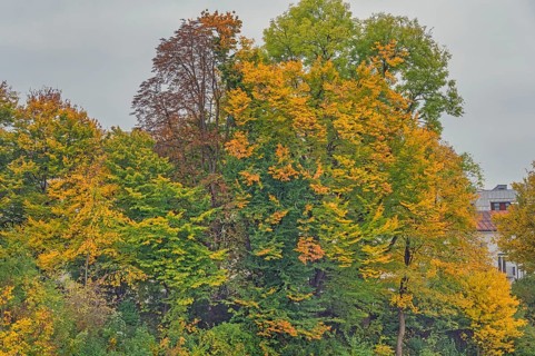 Autumn-coloured beech trees (Fagus), Kempten, Allgäu, Swabia, Bavaria, Germany