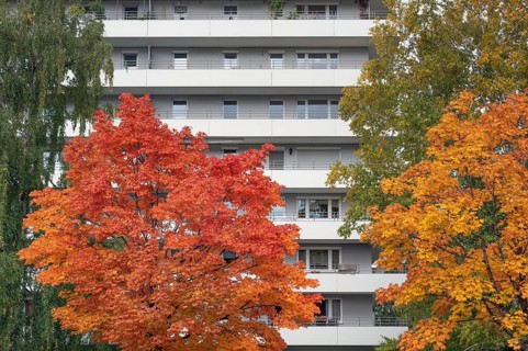 Autumn-colored maples (Acer), in front of high-rise building with concrete balconies, Kempten,