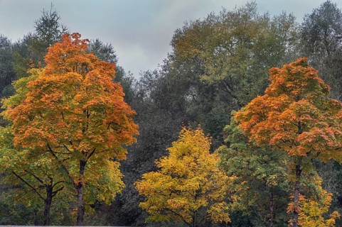 Autumn-colored maples (Acer), and others, Kempten, Swabia, Bavaria, Germany