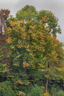 Autumn-coloured deciduous trees, Kempten, Swabia, Bavaria, Germany