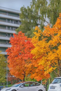 Autumn-colored maples (Acer), Kempten, Allgäu, Swabia, Bavaria, Germany