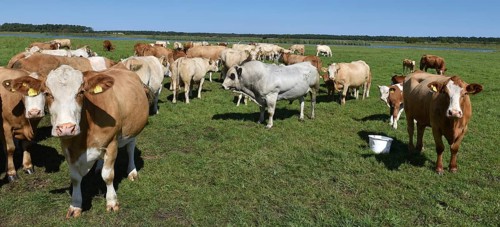 Cattle, on a pasture on the Prerower Strom on the Darß peninsula, Mecklenburg-Western Pomerania,