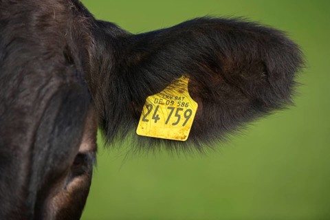 Close-up of cow with ear tag against green background, Schwangau, Ostallgäu, Allgäu, Swabia,