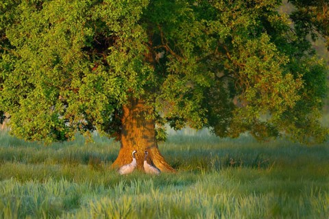 Crane (Grus grus), two cranes, pair, in a wetland, wet meadow under a pedunculate oak (Quercus