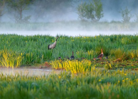 Crane (Grus grus) stands in a wetland, wet meadow with swamp iris (Iris pseudacorus), blooming,